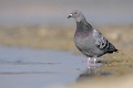 Gołąb skalny - Rock pigeon - Columba livia
